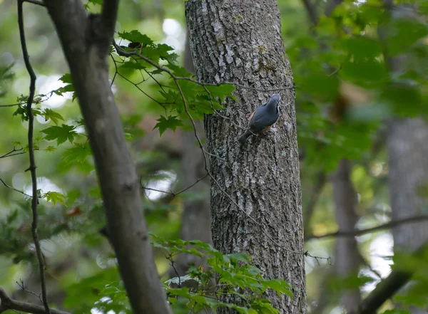 Nuthatch Árvore Floresta Foco Seletivo Com Profundidade Campo Rasa — Fotografia de Stock