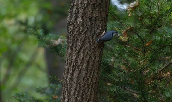 Nuthatch Árvore Floresta Foco Seletivo Com Profundidade Campo Rasa — Fotografia de Stock