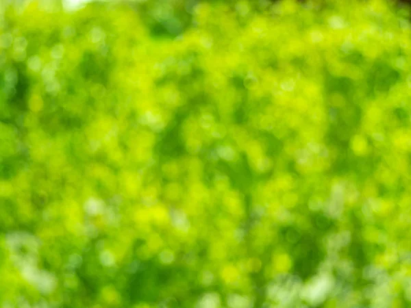 Абстрактный Круговой Зеленый Фон Боке — стоковое фото