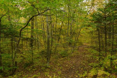 Sonbahar ormanlarında Bulutlu bir günde.