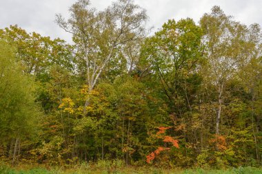 Sonbahar ormanlarında Bulutlu bir günde.
