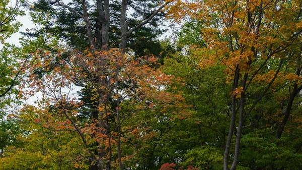 Осеннем Лесу Пасмурный День — стоковое фото
