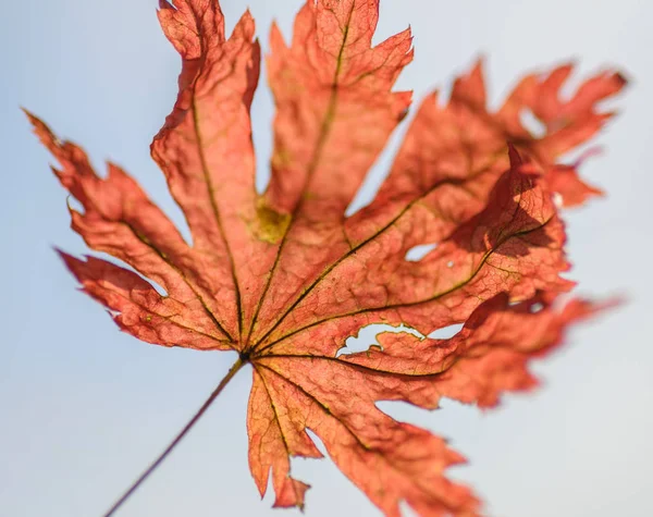 Esdoornblad Tegen Blauwe Hemel Met Wolken — Stockfoto