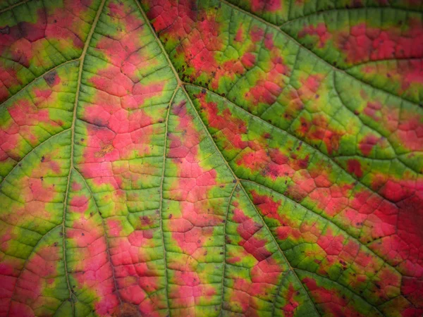 Gros Plan Feuille Raisin Rouge Concentration Sélective — Photo