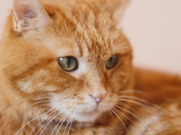 Chat Rouge Colère Concentration Douce Sur Les Yeux — Photo