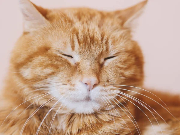 Gato Rojo Somnoliento Enfoque Suave Los Ojos — Foto de Stock