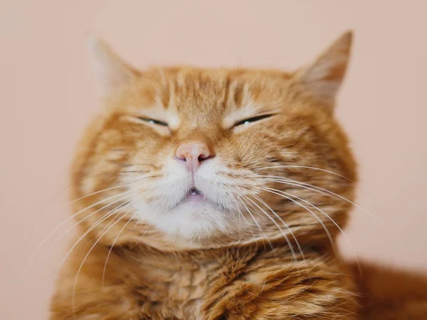 愤怒的红猫 软聚焦鼻子 — 图库照片