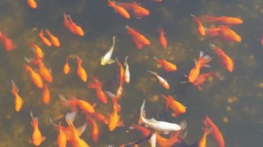 Havuzda goldfishes. El görüntüleri.