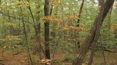 Sonbahar Orman - Doğa arka plan.