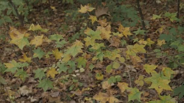 Podzimním Lese Příroda Pozadí — Stock video
