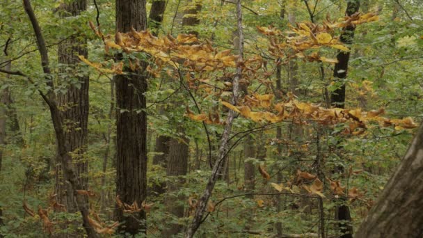 Dans la forêt d'automne - arrière-plan nature .