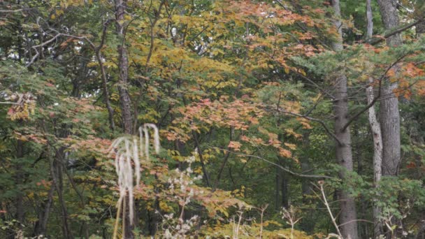 Höstens Skog Natur Bakgrund — Stockvideo