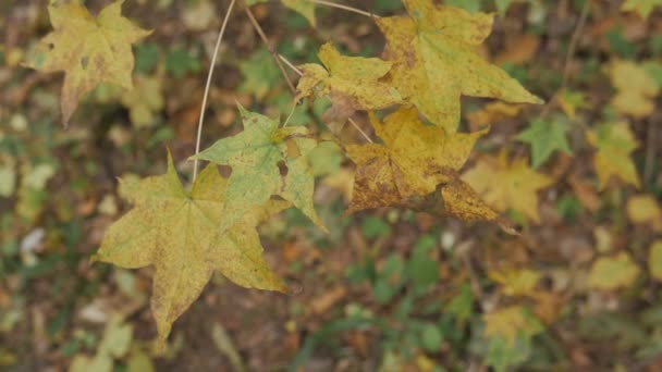 秋の森 自然の背景 — ストック動画