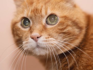 Çok güzel kırmızı kedi. Yumuşak odak.