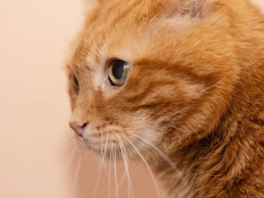 Çok güzel kırmızı kedi. Yumuşak odak.