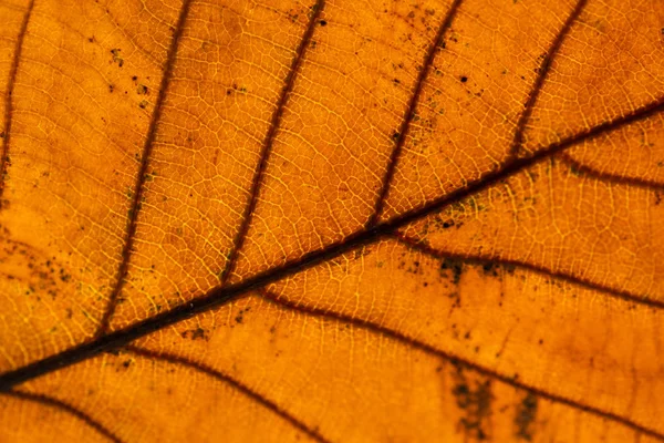 Podzimní Listí Detailní Pohled Přírodní Pozadí Mělká Hloubka Pole — Stock fotografie