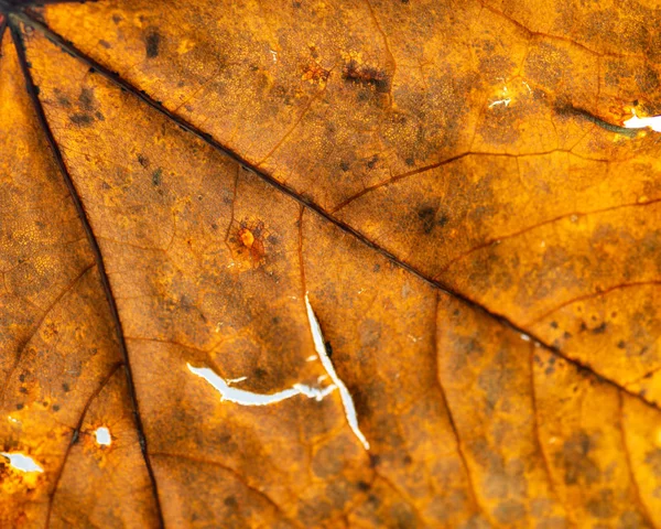 Autumn Leaf Closeup View Natural Background Shallow Depth Field — Stock Photo, Image
