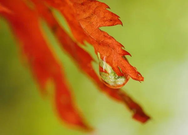 Forêt Automne Chute Eau Macro Avec Faible Profondeur Champ — Photo