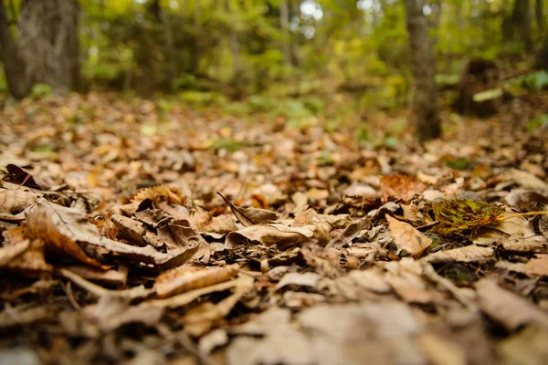 Herfst Bladeren Closeup View Natuurlijke Achtergrond Oppervlakte Van Het Ondiepe — Stockfoto