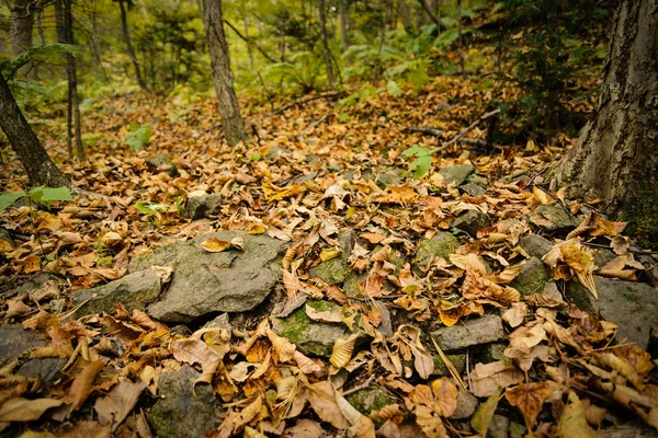 Herfst Bladeren Closeup View Natuurlijke Achtergrond Oppervlakte Van Het Ondiepe — Stockfoto