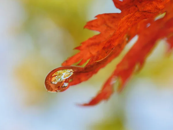 秋天的森林在水滴 景深为浅的宏 — 图库照片