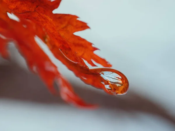 秋天的森林在水滴 景深为浅的宏 — 图库照片