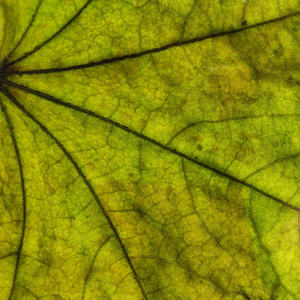 Podzimní Listí Detailní Pohled Přírodní Pozadí Mělké Hloubkové Pole — Stock fotografie
