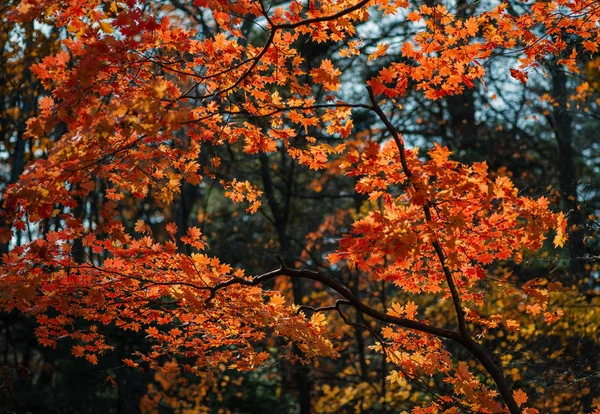 Осень Лесу Кленовые Листья Солнце — стоковое фото