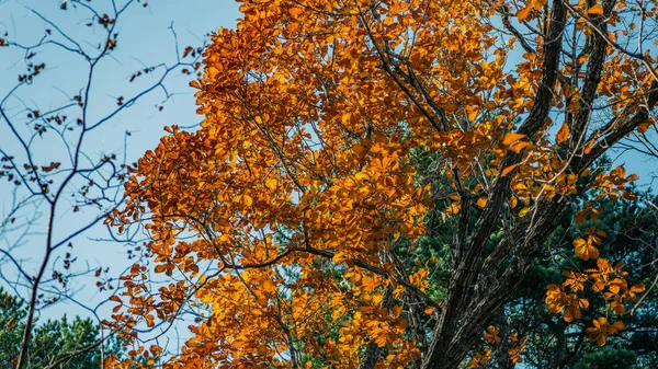 Осінь Лісі Дубове Листя Сонячному Світлі — стокове фото