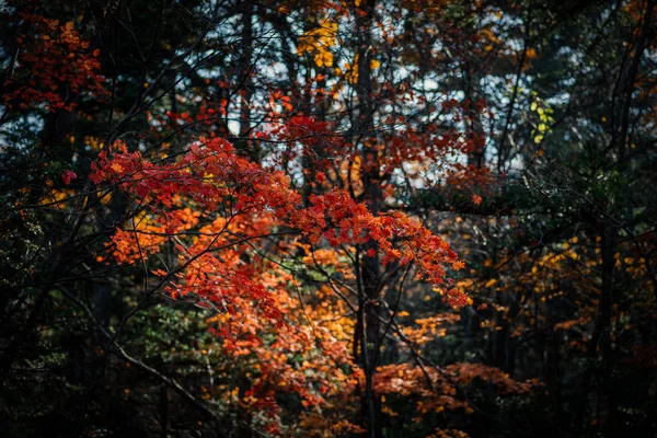 Осінь Лісі Кленове Листя Сонячному Світлі — стокове фото