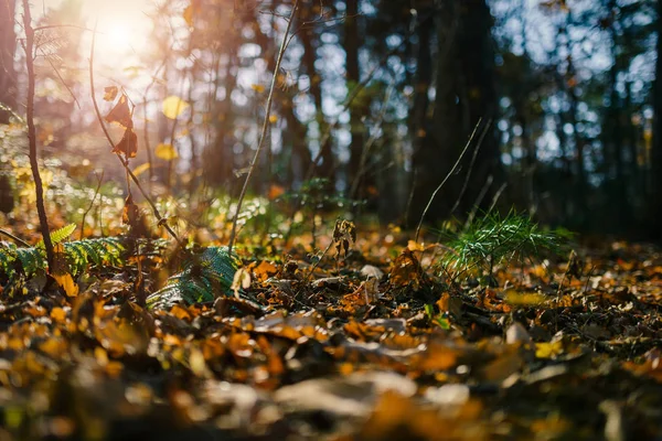 Autumn Forest Photo Ground Shallow Depth Field — Stock Photo, Image