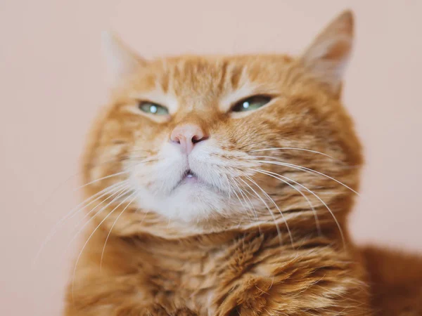 Злой Красный Кот Мягкий Фокус Нос — стоковое фото