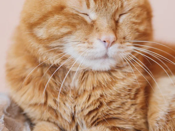 Gato Vermelho Sonolento Foco Suave Nos Olhos — Fotografia de Stock