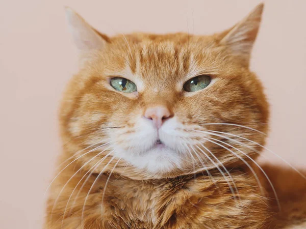 Сонная Красная Кошка Мягкий Фокус Глазах — стоковое фото