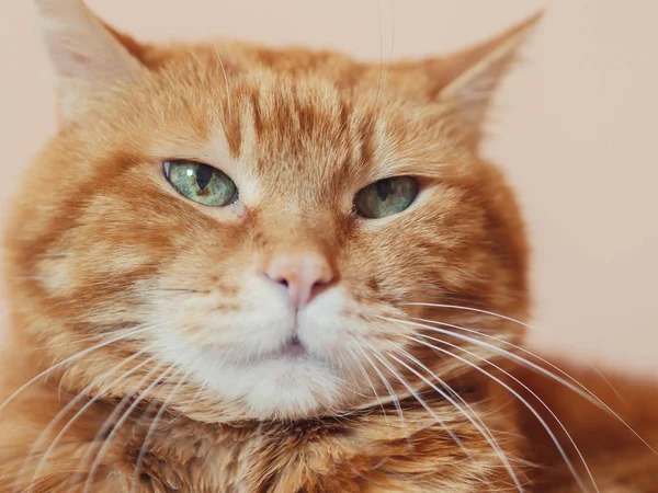 Gato Rojo Somnoliento Enfoque Suave Los Ojos —  Fotos de Stock