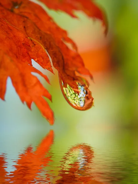 Autumn Leaf Drop Reflecting Water — Stock Photo, Image