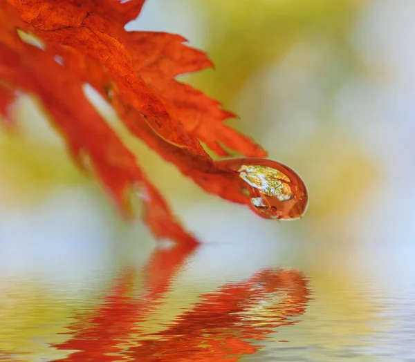 Hoja Otoño Con Reflejo Gota Agua — Foto de Stock