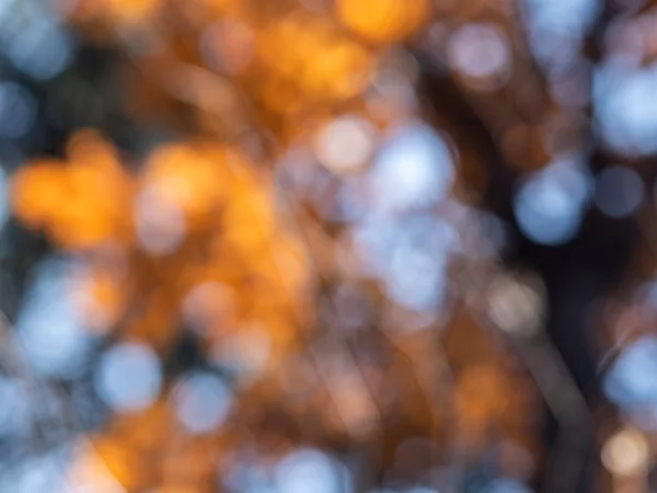 Kleurrijke Herfst Bokeh Natuur Achtergrond — Stockfoto