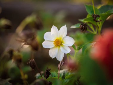 Kozmos çiçeği. Sığ alan derinliğine sahip seçici odak.