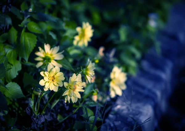 Flores Cosmos Cor Tonificada Foco Seletivo Com Profundidade Campo Rasa — Fotografia de Stock
