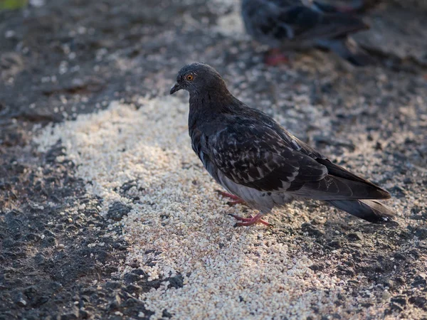 Pigeon Feeding Outdoor Selective Focus — Stock Photo, Image