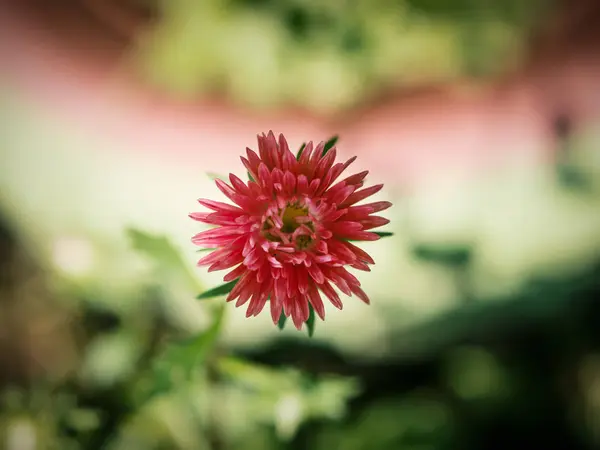 Chrysanthème Rouge Dans Jardin Macro Prise Vue Avec Faible Profondeur — Photo