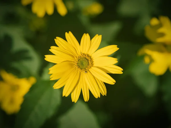 Sárga Virág Szelektív Összpontosít Val Sekély Mélység Ból Mező — Stock Fotó