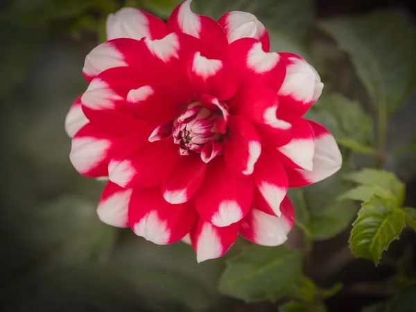 Red Dahlia Garden Selective Focus Shallow Depth Field — Stock Photo, Image