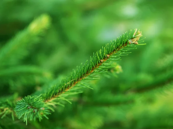 Pine Branches Springtime Selective Focus Shallow Depth Field — Stock Photo, Image