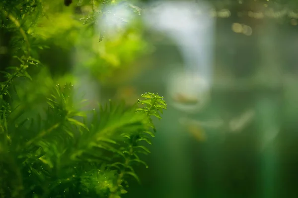Водна Рослина Елодея Акваріумі Вибірковий Фокус — стокове фото
