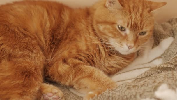 Bel Gatto Rosso Che Dormire — Video Stock