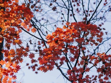 Ormanda sonbahar - Akçaağaç yaprakları güneş ışığında.