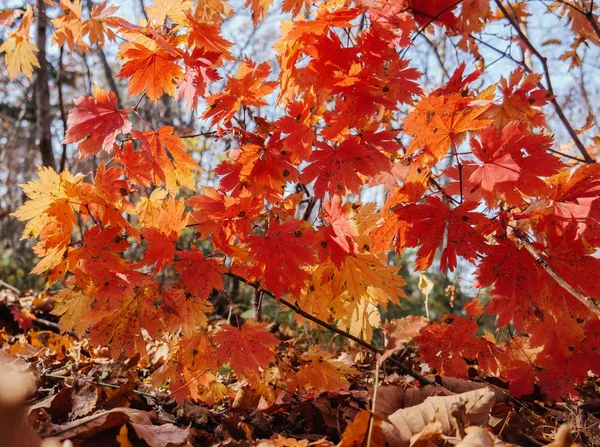 Осінь Лісі Кленове Листя Сонячному Світлі — стокове фото