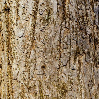 Ağaç kabuğu dokusu yakın plan. Seçici odak.